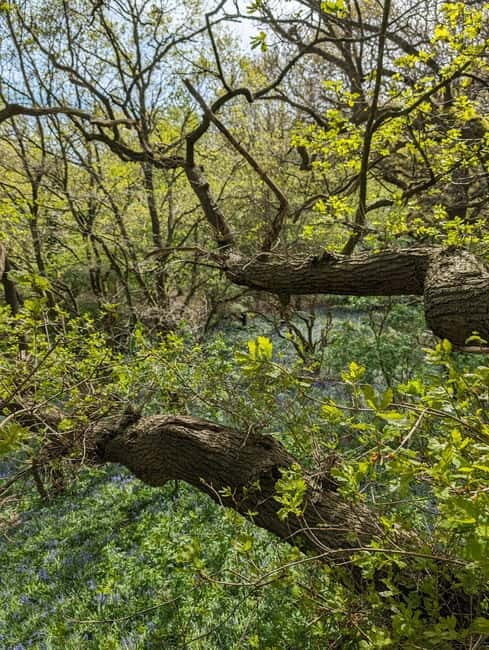 Canterbury: City Nature Tour with Forest Bathing - An Authentic Nature Escape Close to Canterbury