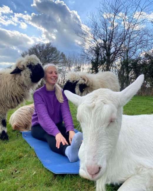 Canterbury: Yoga with Goats and Sheep - The Charm of Yoga with Goats and Sheep in Canterbury