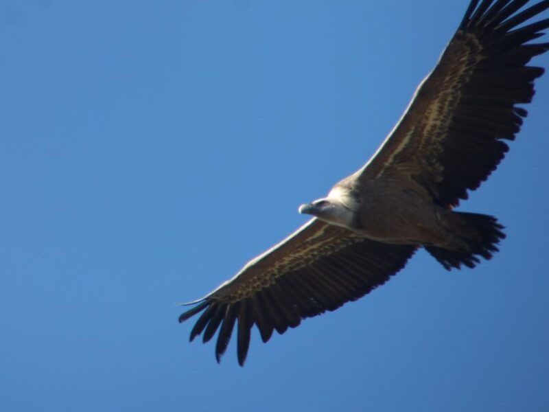 canyoning-day-trip-in-sierra-de-guara