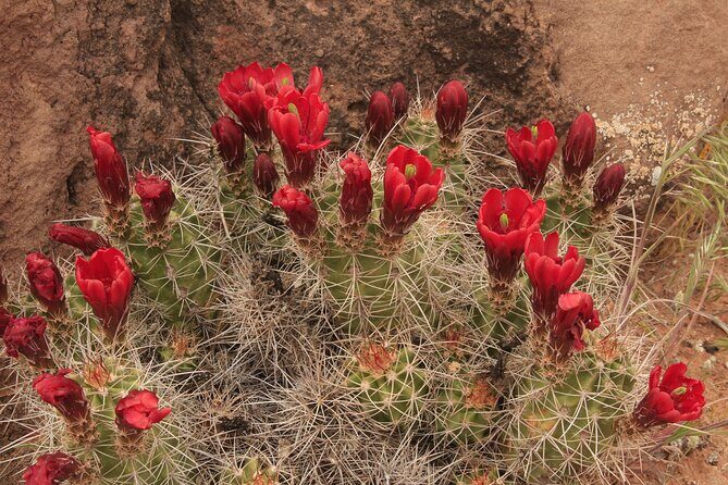 Canyonlands National Park Needles District by 4x4 - Frequently Asked Questions