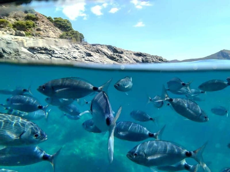 Cap De Creus: Explore and live an Aquatic World - FAQ