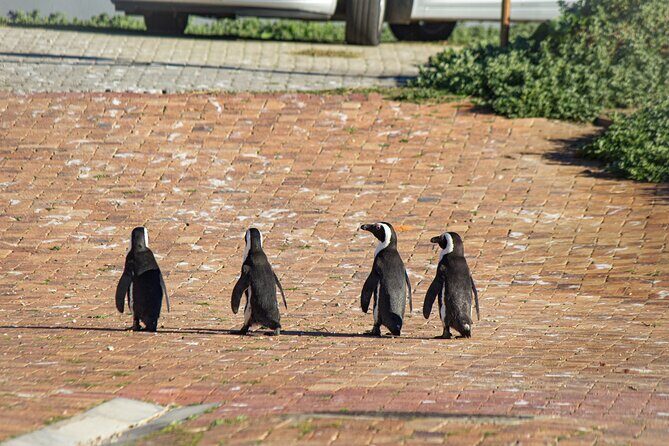 Cape Agulhas Full Day tour - Transportation and Duration: The Practical Details