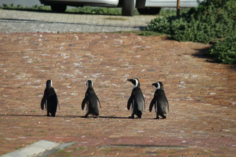Cape Agulhas, Hermanus & Stoney point Penguins full Day Tour - An In-Depth Look at the Cape Agulhas, Hermanus & Stoney Point Penguins Tour