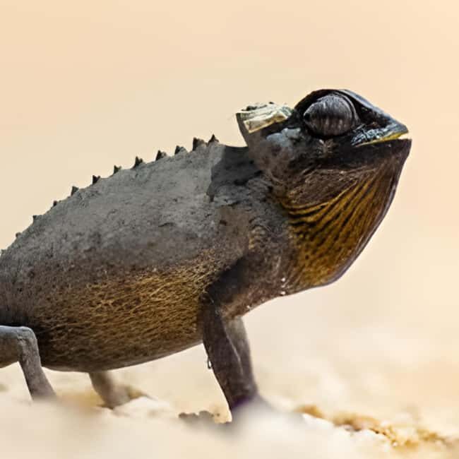 Cape Cross and Henties Bay Guided Tour SkeletonCoast Namibia - Key Points