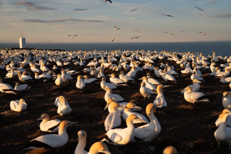 Cape Kidnappers: Gannet Colony Exclusive Sunrise Tour - The Itinerary in Detail
