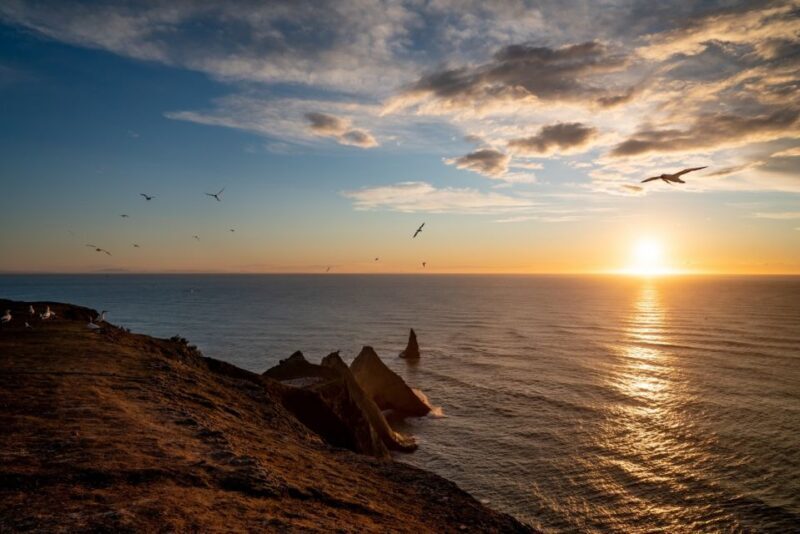Cape Kidnappers: Gannet Colony Exclusive Sunrise Tour - What This Experience Means for You