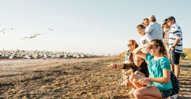 Cape Kidnappers Gannet Colony Private Tour - The Practical Details: What You Need to Know
