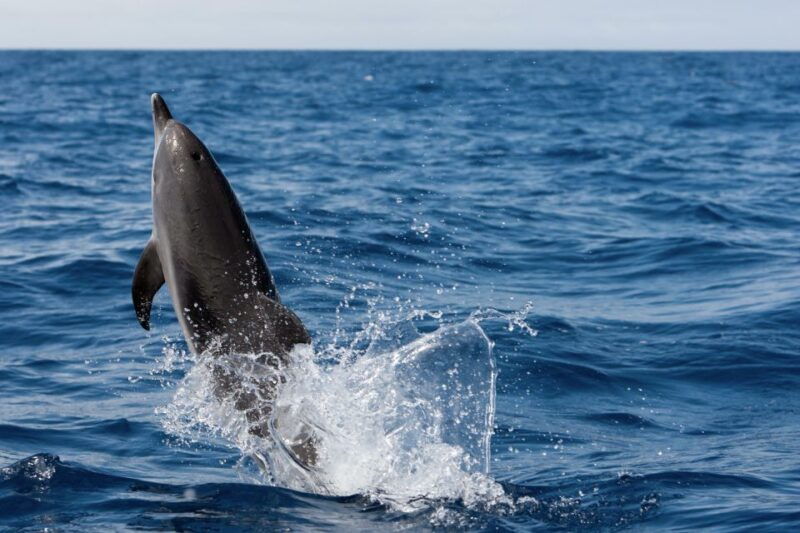 cape-may-2-hour-dolphin-watching-cruise