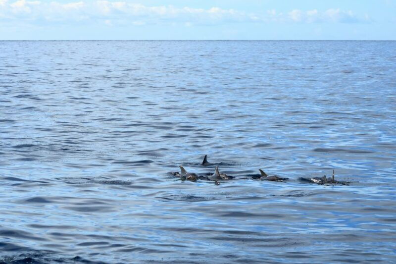 cape-may-2-hour-dolphin-watching-cruise