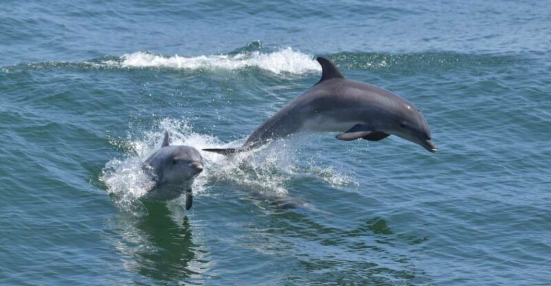cape-may-dolphin-and-bird-watching-cruise