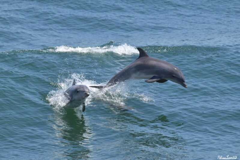 cape-may-dolphin-and-bird-watching-cruise