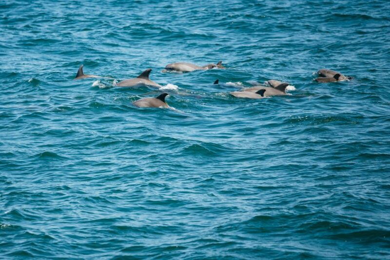 cape-may-jersey-shore-whale-and-dolphin-watching-cruise
