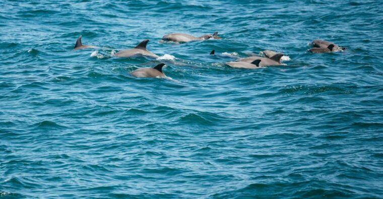 cape-may-jersey-shore-whale-and-dolphin-watching-cruise