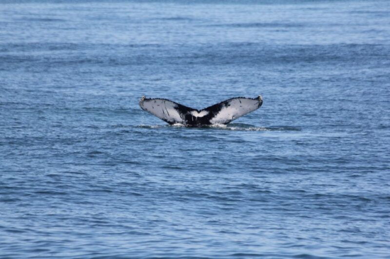 cape-may-scenic-whale-and-dolphin-watching-cruise