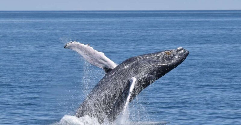 cape-may-scenic-whale-and-dolphin-watching-cruise