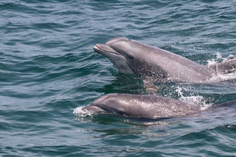 cape-may-sunset-dolphin-watching-cruise-with-food