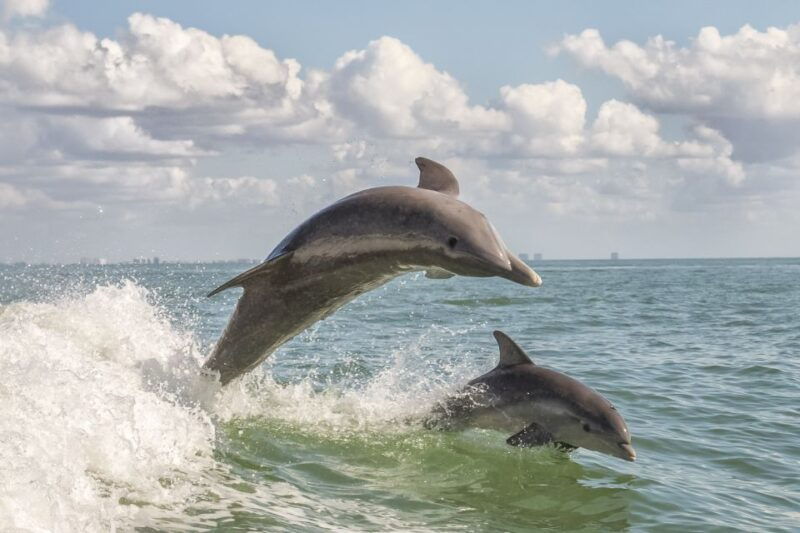 cape-may-weekend-whale-and-dolphin-watching-cruise