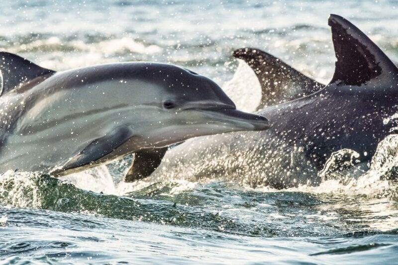 cape-may-weekend-whale-and-dolphin-watching-cruise