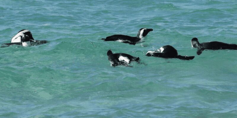 Cape of Good Hope and Boulders Beach Private Tour - Practical Details and What’s Included