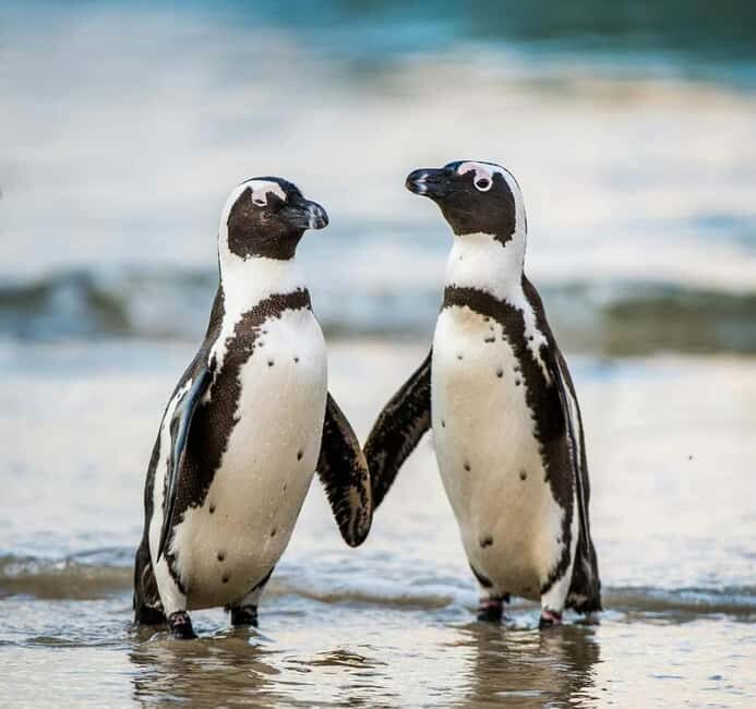 Cape of Good Hope and Boulders Beach Private Tour - The Sum Up
