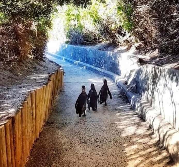 Cape of Good Hope and Boulders Beach Private Tour - FAQ