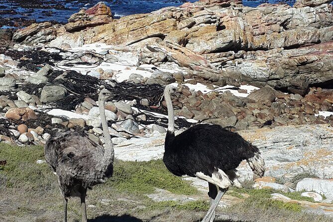 Cape of Good Hope and Cape Winelands Day Tour from Cape Town - FAQ