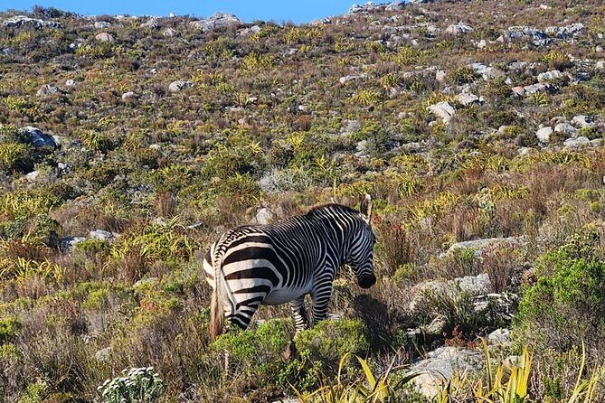 Cape of Good Hope and Penguin Beach Tour in Cape Town - Final Thoughts