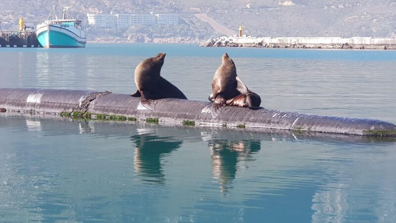 Cape of Good Hope and Penguins Full-Day Private Tour - FAQ