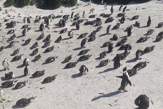 Cape of Good Hope and Penguins Full Day Tour from Cape Town - Key Points