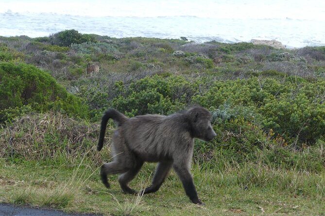 Cape of Good Hope and Penguins Full Day Tour from Cape Town - Who Will Love This Tour?