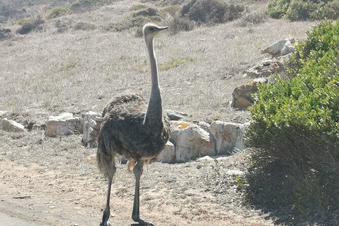 Cape of Good Hope and Penguins Full Day Tour from Cape Town - Frequently Asked Questions