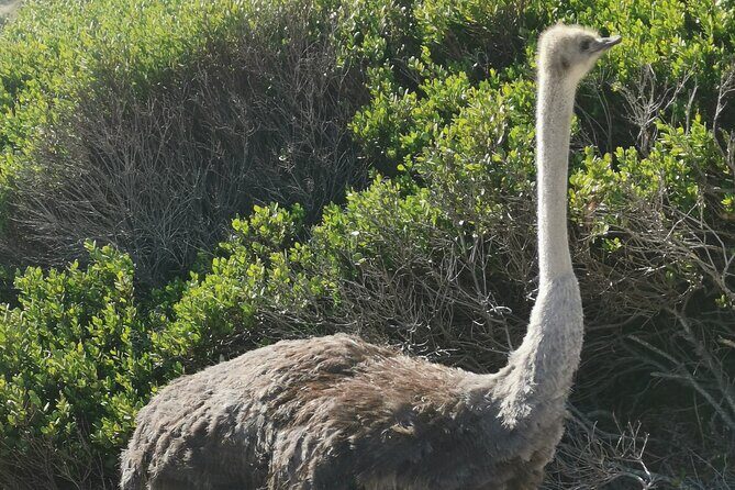Cape of Good Hope and Penguins Full Day Tour from Cape Town - Final Thoughts