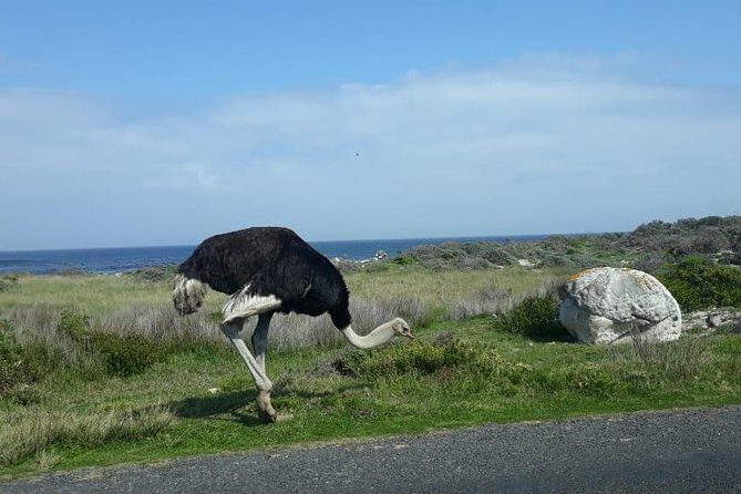 Cape of Good Hope and Penguins - Small Group - Full day - An In-Depth Look at the Tour Experience