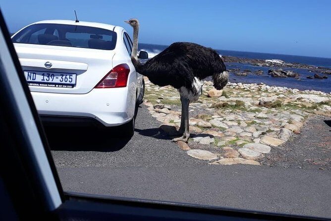 Cape of Good Hope and Penguins - Small Group - Full day - The Sum Up