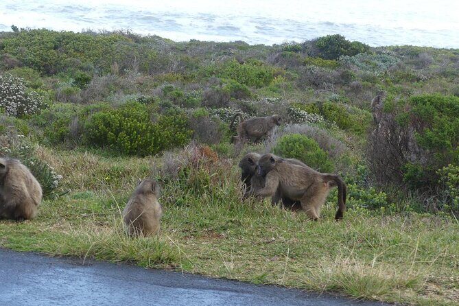 Cape of good hope and penguins small group Tours - Key Points