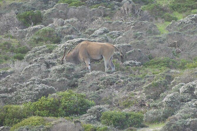 Cape of good hope and penguins small group Tours - Why the Tour Offers Great Value
