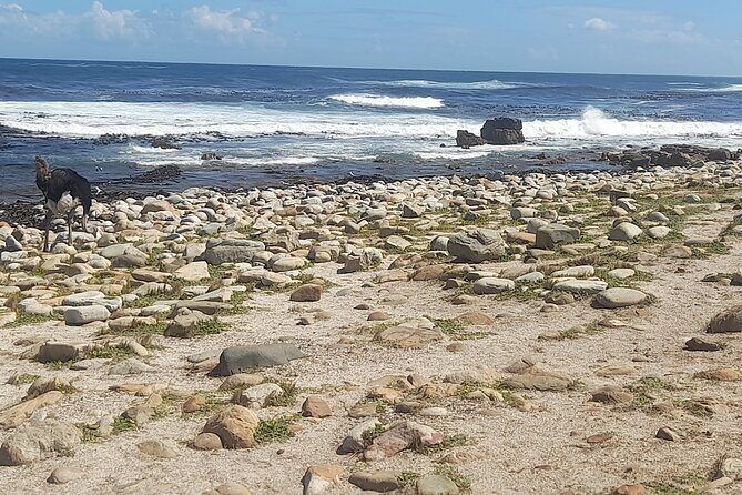 Cape of good hope and penguins small group Tours - Who Will Love This Tour?