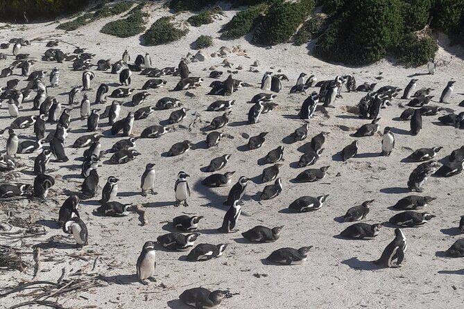 Cape of good hope and penguins small group Tours - Frequently Asked Questions