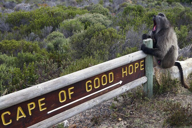 Cape of Good Hope & Boulder Penguins Full-Day Tour from Cape Town - A Deep Dive into the Tour Experience