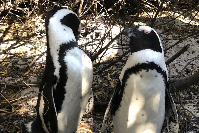 Cape of Good Hope, Boulders Beach Penguins and Wine (Traveler's Choice Award) - Why Choose This Tour?