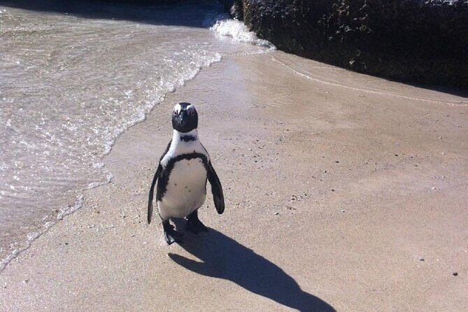 Cape of Good Hope, Boulders Beach Penguins and Wine (Traveler's Choice Award) - Practical Details and Tips