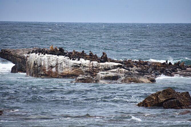 Cape of Good Hope & Boulders Beach Private Tour (Including Lunch) - What to Expect from the Tour: An In-Depth Look