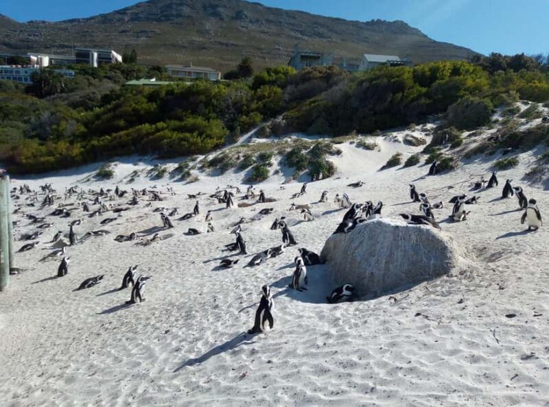 Cape of Good hope, Cape Point, Boulders Beach (Penguins) - Why This Tour Offers Great Value