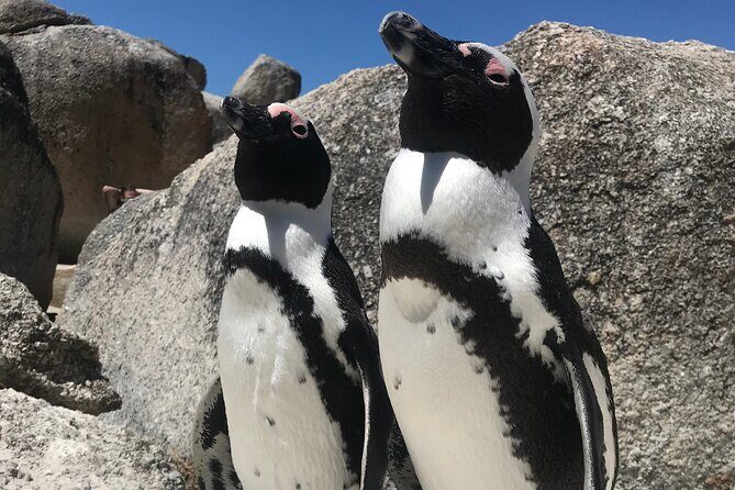 Cape of Good Hope Cape Point for groups - Frequently Asked Questions