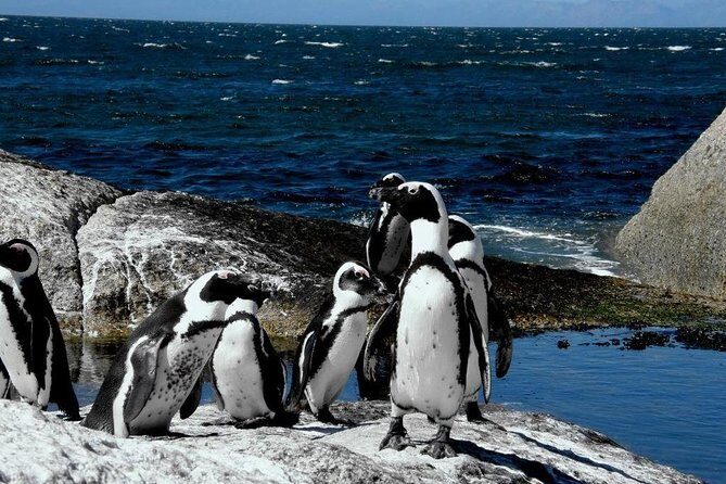 Cape of Good Hope, Cape Point & Penguins Private Afternoon Tour - Final Thoughts