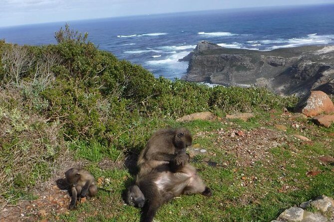 Cape of Good Hope, Cape Point & Penguins Private customizable Full Day Tour - The Itinerary in Detail: What Makes Each Stop Special