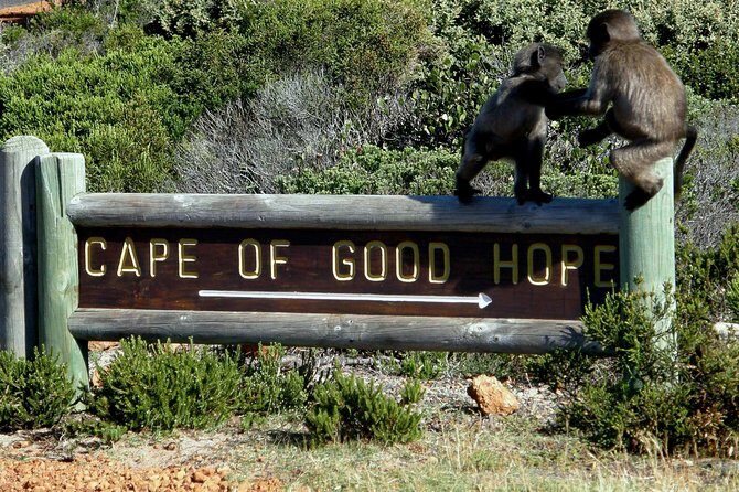 Cape of Good Hope, Cape Point & Penguins Private Morning Tour - Final Thoughts: Why Choose This Tour?