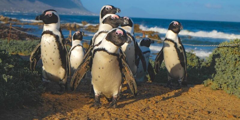 Cape of Good Hope, Chapman's Peak Drive, Penguins , Seals - Key Points