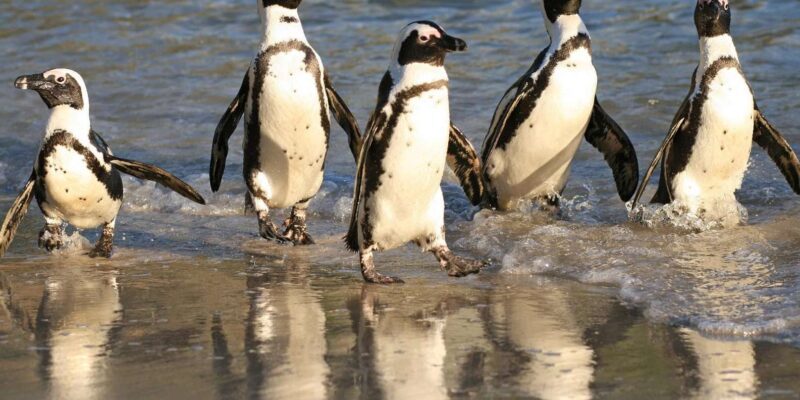 Cape of Good Hope, Chapman's Peak Drive, Penguins , Seals - What’s Included and What’s Not