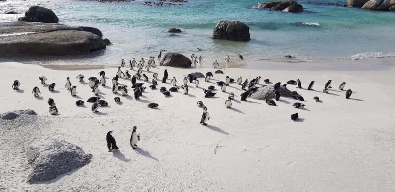 Cape of Good Hope& Penguins at Boulders Beach full day tour - What’s Included and What’s Not